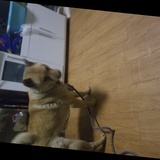 北京柴犬
