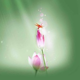 旖旎飞燕