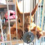 可愛鬼