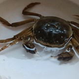 点点