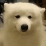 Wll