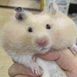 泼猴