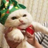容膝