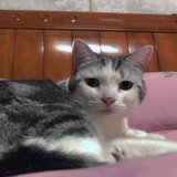 小太阳