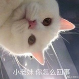 飞双