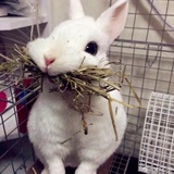 不吃草小白兔