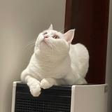 猫崽黄黄
