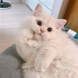 Meowsithere