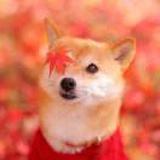 阿拉撕家