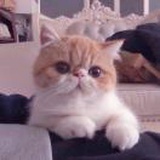 没头脑和不高兴