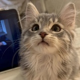 ルフィの夢