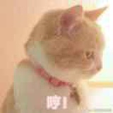妖凉