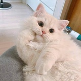 光合积木姜广涛