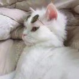 cc是路总