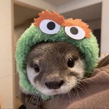 来抓我呀大笨蛋