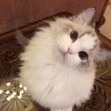 豆橙子