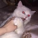 Jinji Kikko