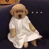 到乡翻似烂俗人