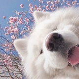 圆圆