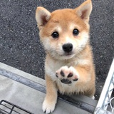胡萝卜丝