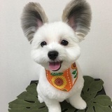 佝不可说