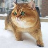园子