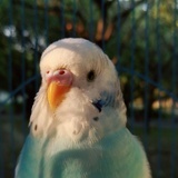 鸟人