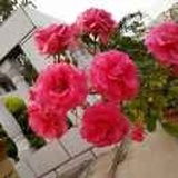 玫瑰花园