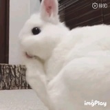 四心