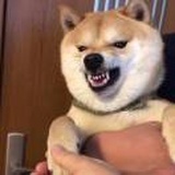 陈果🙃