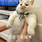 捏你小肥脸