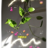 芥末七七