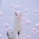 乌龙茶