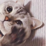山竹皮影