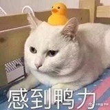 猫粮都满上