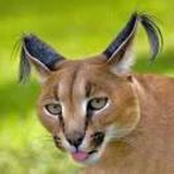 强有力的小火喵