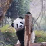panda胖胖哒