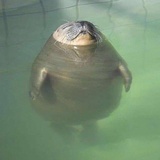 肚肚