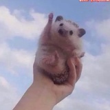 九畹