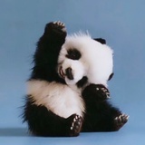 就是这么晃眼