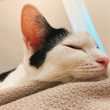 小黑和小花