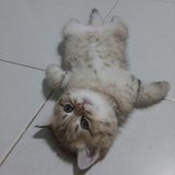 包子没了