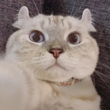 Feyurry
