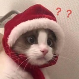 你是什么猪猪呀