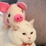 肉小肉