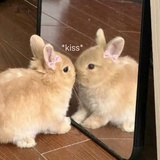 柠檬牛排