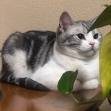 噢你的哥