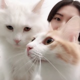 喵咪啾啾