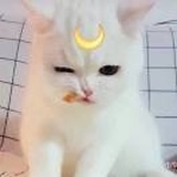 甜幼