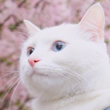 你家着火啦